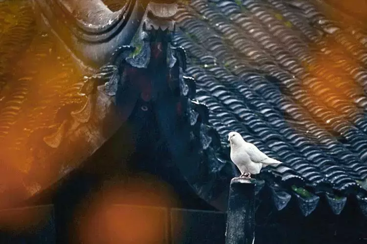 赏月诗句（中国五大最美赏月诗词）-第7张图片