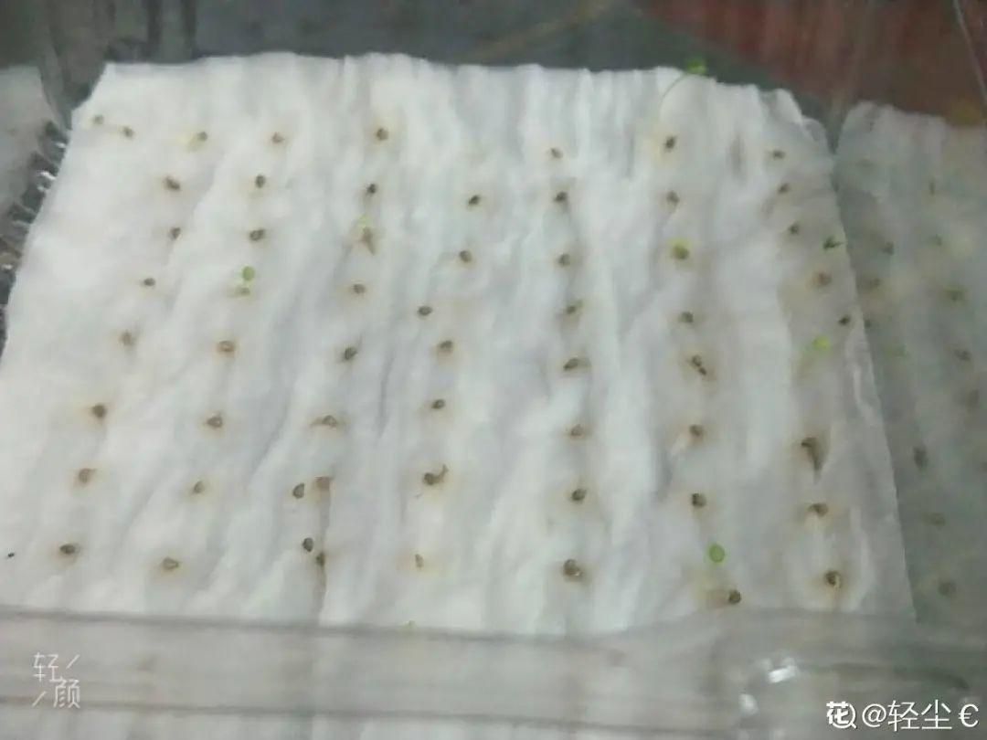 纸巾催芽法（卫生纸催芽法，3天就出芽）-第5张图片