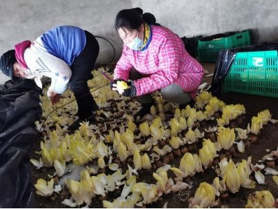 芽球菊苣（京产芽球菊苣长势正旺）-第1张图片