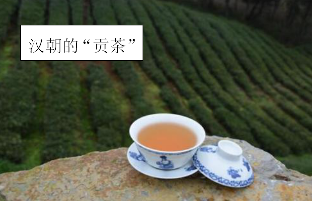 饮茶文化（一起揭开饮茶的神秘面纱）-第6张图片