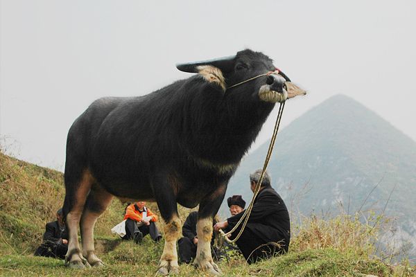 贵州斗牛（在贵州，只知道斗牛有输赢）-第1张图片