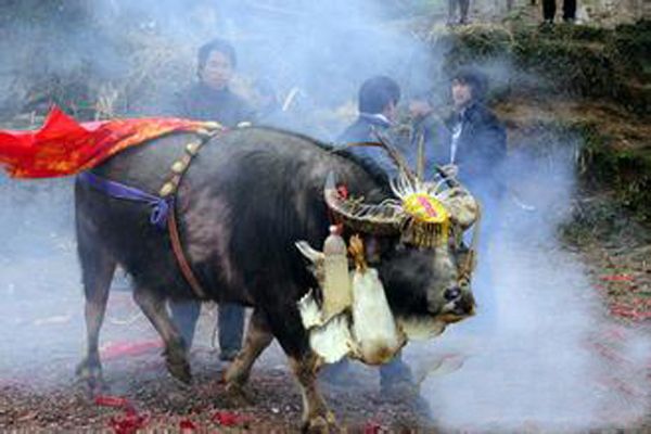贵州斗牛（在贵州，只知道斗牛有输赢）-第8张图片