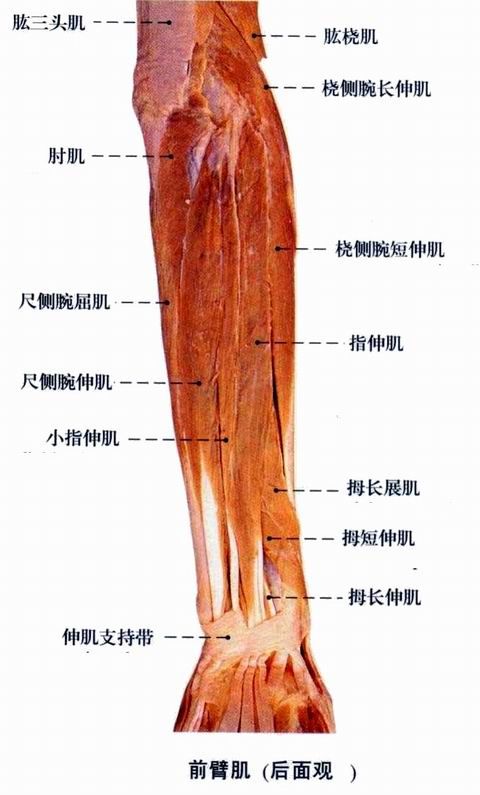 人体肌肉图（人体全身肌肉分布图）-第7张图片