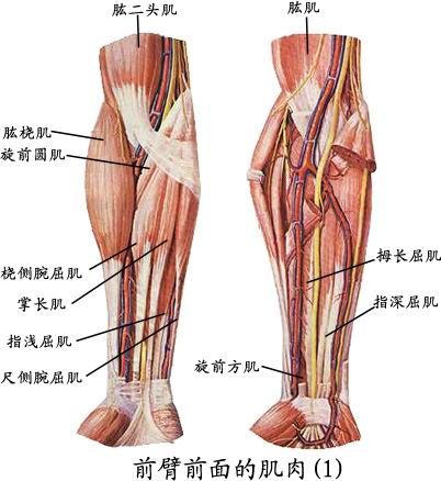 人体肌肉图（人体全身肌肉分布图）-第8张图片