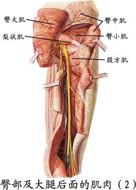 人体肌肉图（人体全身肌肉分布图）-第10张图片