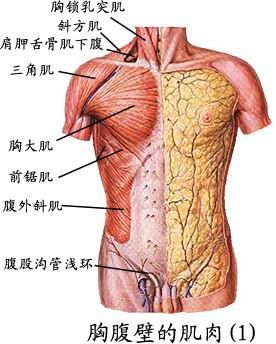 人体肌肉图（人体全身肌肉分布图）-第3张图片