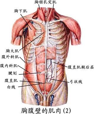 人体肌肉图（人体全身肌肉分布图）-第4张图片