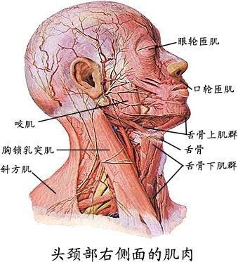 人体肌肉图（人体全身肌肉分布图）-第1张图片