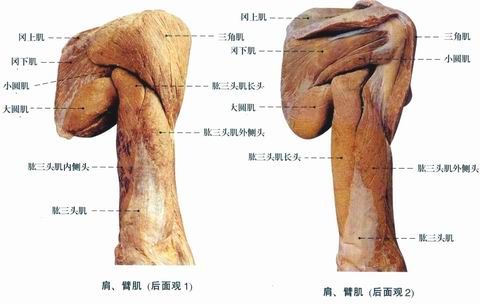 人体肌肉图（人体全身肌肉分布图）-第6张图片