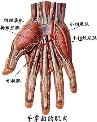 人体肌肉图（人体全身肌肉分布图）-第9张图片