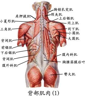 人体肌肉图（人体全身肌肉分布图）-第2张图片