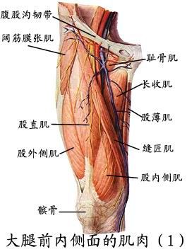 人体肌肉图（人体全身肌肉分布图）-第11张图片