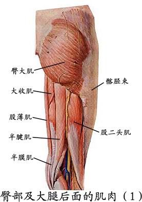 人体肌肉图（人体全身肌肉分布图）-第13张图片