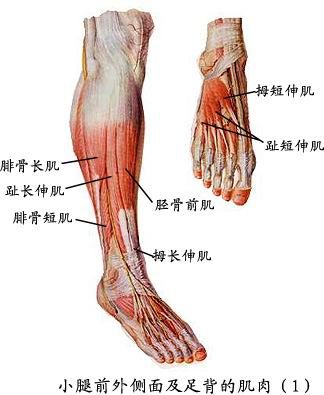 人体肌肉图（人体全身肌肉分布图）-第14张图片