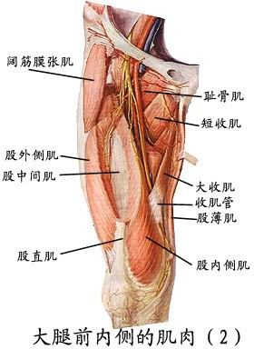 人体肌肉图（人体全身肌肉分布图）-第12张图片