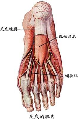 人体肌肉图（人体全身肌肉分布图）-第17张图片