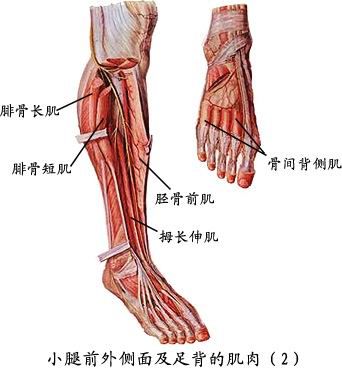 人体肌肉图（人体全身肌肉分布图）-第15张图片