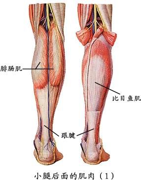 人体肌肉图（人体全身肌肉分布图）-第16张图片