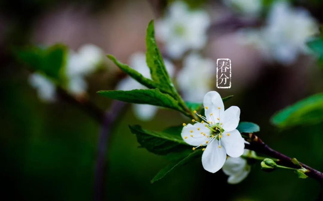 春分日古诗（十二首春分的诗词）-第7张图片