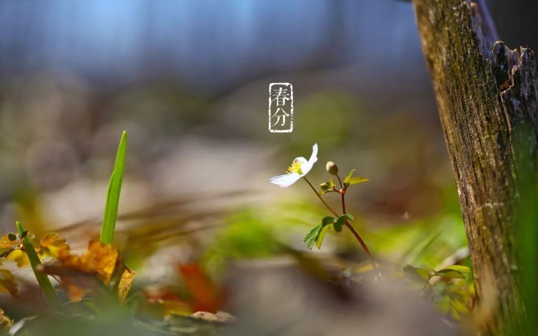 春分日古诗（十二首春分的诗词）-第27张图片