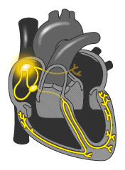 心血管系统（心血管系统详解知识点）-第1张图片