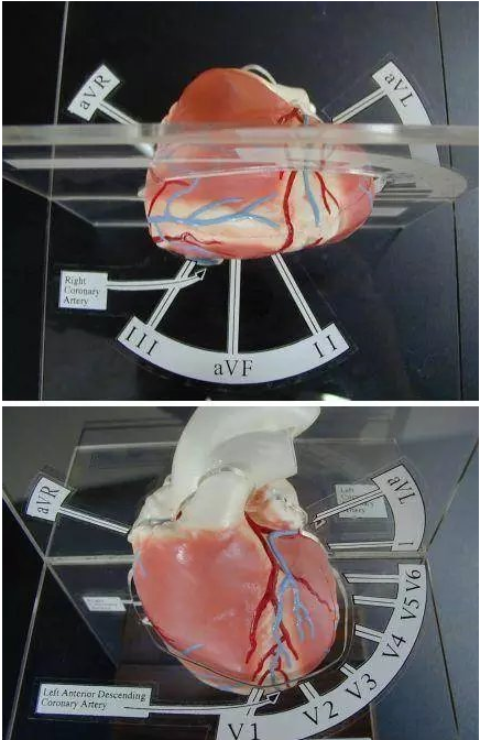 心血管系统（心血管系统详解知识点）-第4张图片