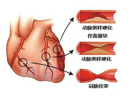 心血管系统（心血管系统详解知识点）-第3张图片