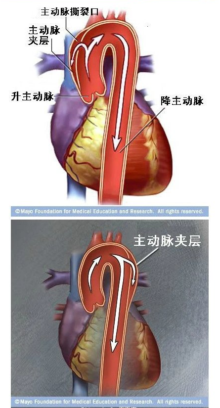 心血管系统（心血管系统详解知识点）-第7张图片