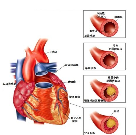 心血管系统（心血管系统详解知识点）-第10张图片