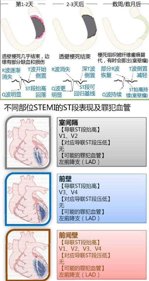 心血管系统（心血管系统详解知识点）-第18张图片