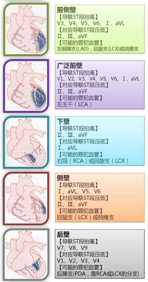 心血管系统（心血管系统详解知识点）-第19张图片