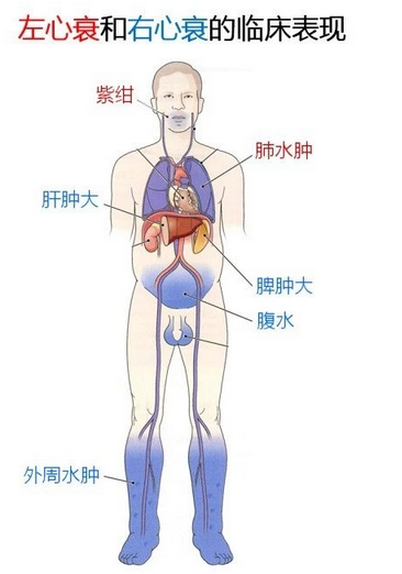 心血管系统（心血管系统详解知识点）-第21张图片