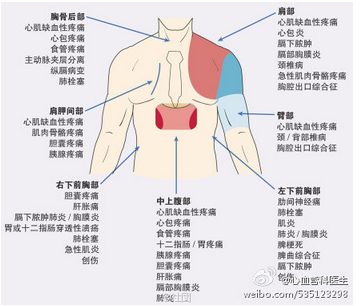 心血管系统（心血管系统详解知识点）-第22张图片