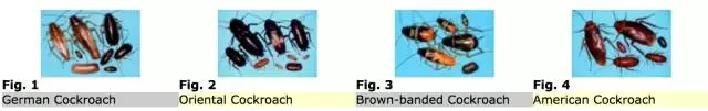 灭蟑螂的方法（快速灭蟑螂的6大方法）-第2张图片