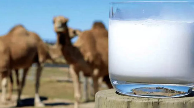 骆驼奶粉的功效和作用（驼奶粉适合哪些人饮用）-第1张图片