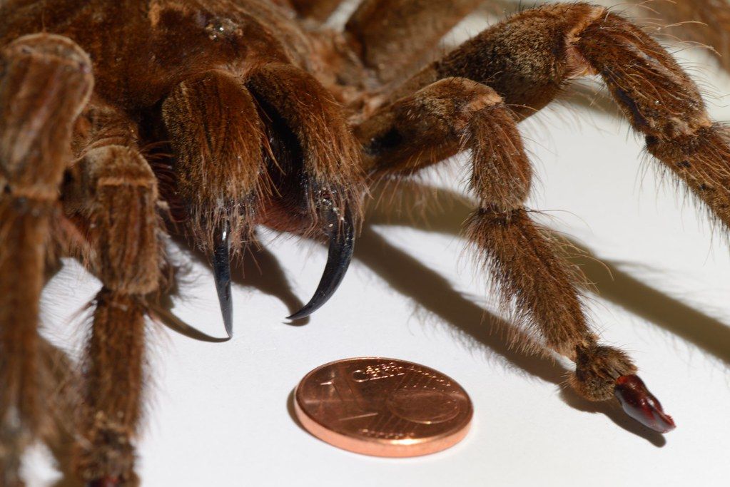 巨型蜘蛛（你有蜘蛛恐惧症吗）-第5张图片