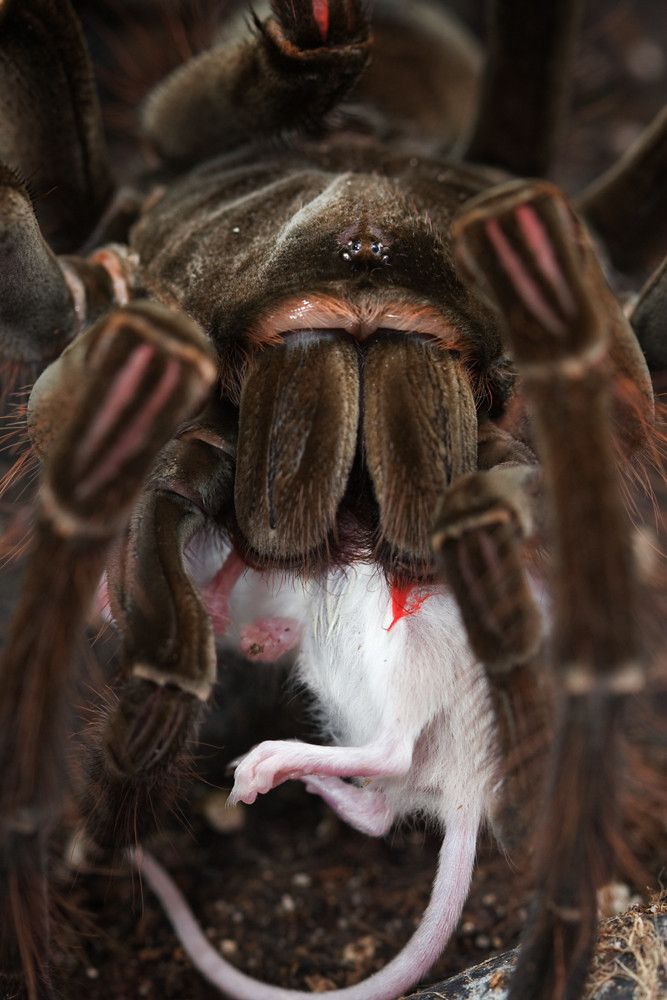 巨型蜘蛛（你有蜘蛛恐惧症吗）-第7张图片
