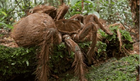巨型蜘蛛（你有蜘蛛恐惧症吗）-第8张图片