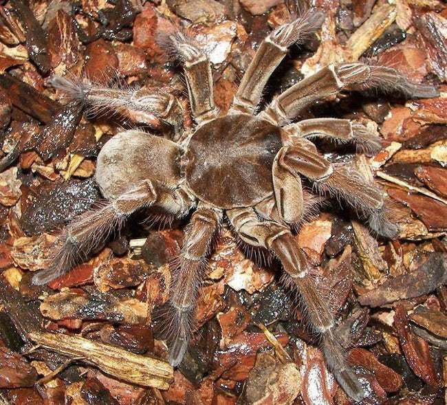 巨型蜘蛛（你有蜘蛛恐惧症吗）-第10张图片