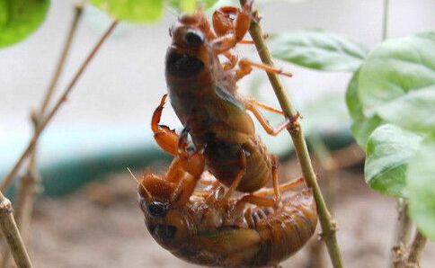 资源昆虫（盘点中国10大资源昆虫）-第5张图片