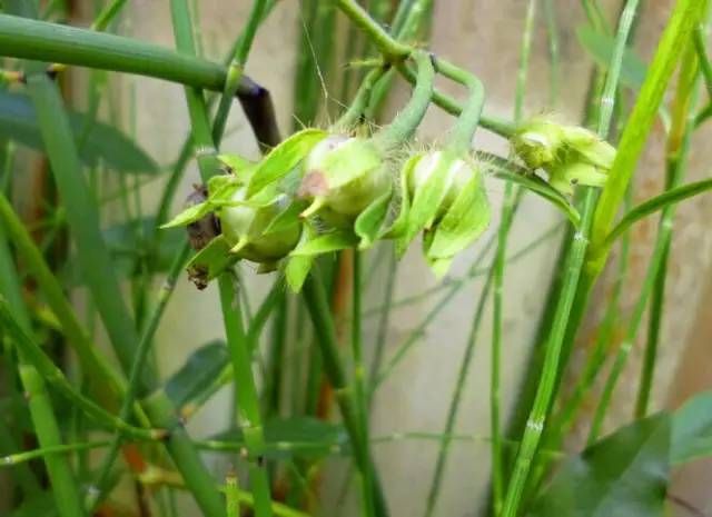 药用植物（日常植物药用大全）-第10张图片