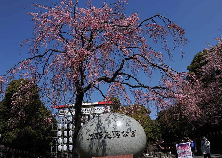 东京上野公园（东京上野公园神秘的十大谜团）-第2张图片