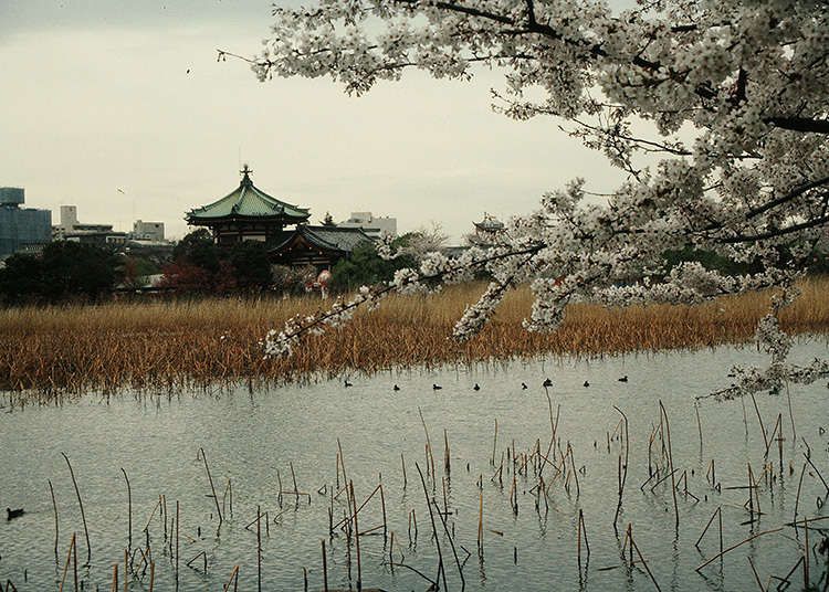 东京上野公园（东京上野公园神秘的十大谜团）-第7张图片