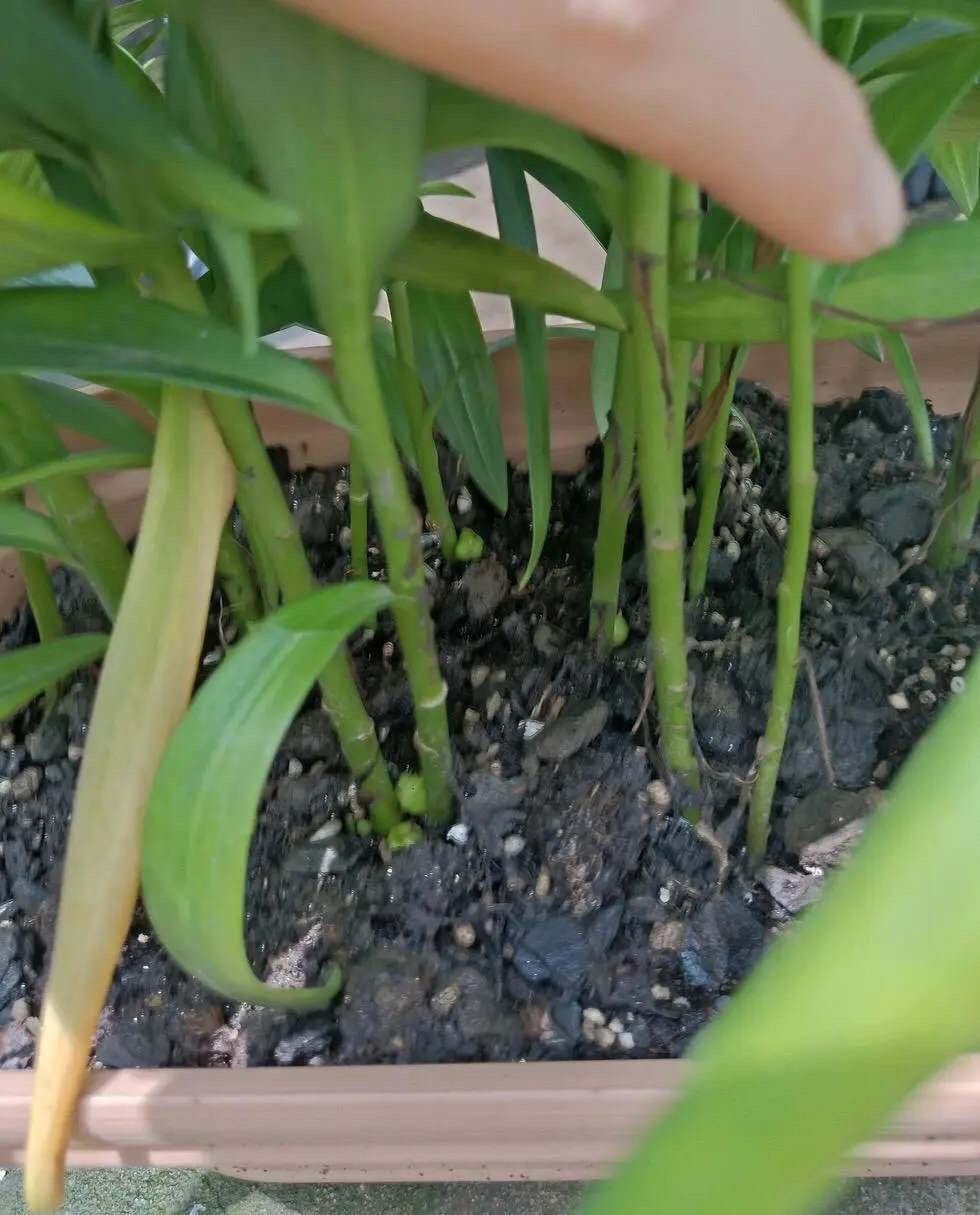 百合花的养殖方法和注意事项（盆栽百合花“养护要点”，叶片油绿）-第7张图片