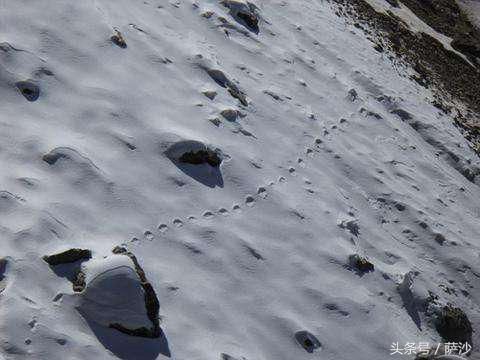 喜马拉雅山雪人（喜马拉雅山的怪物有了科学解释）-第8张图片