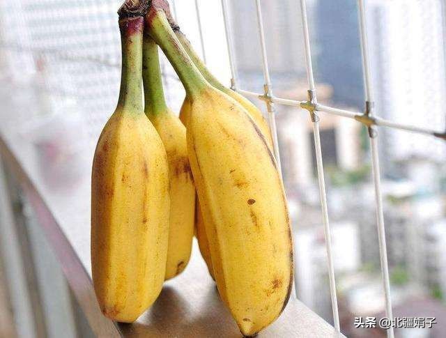 香蕉与芭蕉的区别（香蕉和芭蕉到底有什么区别？）-第3张图片