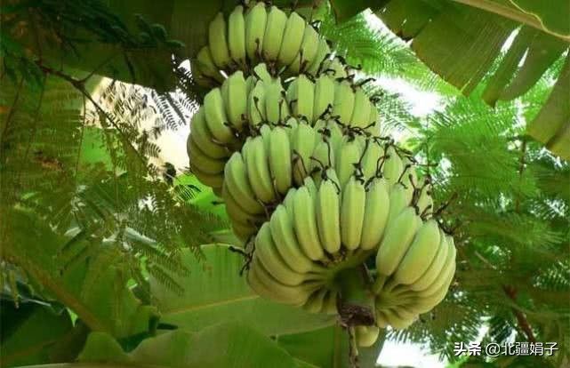 香蕉与芭蕉的区别（香蕉和芭蕉到底有什么区别？）-第5张图片