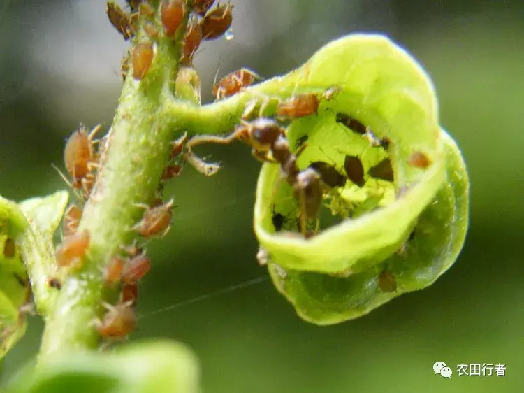 虫害控制（虫害归类及防治用药）-第1张图片