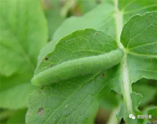 虫害控制（虫害归类及防治用药）-第4张图片