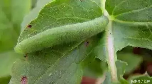 虫害控制（虫害归类及防治用药）-第14张图片